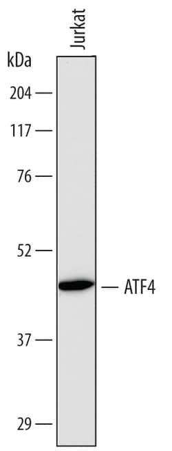 Human ATF4 Antibody, R D Systems 25 &mu;g | Buy Online | R&D Systems | Fisher Scientific
