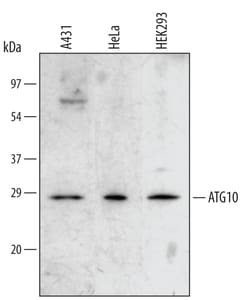 Human ATG10 Antibody, R D Systems 25&mu;g; Unlabeled:Antibodies, Polyclonal