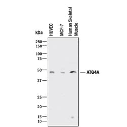 Human ATG4A Antibody, R D Systems 100&mu;g; Unlabeled:Antibodies, Polyclonal