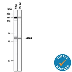 Human/Mouse/Rat ATG5 Antibody, R D Systems 25&mu;g; Unlabeled:Antibodies,