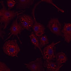Human/Mouse ATG7 Antibody, R D Systems 100ug; Unlabeled:Antibodies, Monoclonal