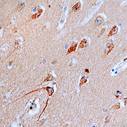 Human/Mouse ATG7 Antibody, R D Systems 100ug; Unlabeled:Antibodies, Monoclonal