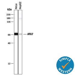 Human/Mouse ATG7 Antibody, R D Systems 100ug; Unlabeled:Antibodies, Monoclonal