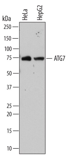 Human/Mouse ATG7 Antibody, R D Systems 100ug; Unlabeled:Antibodies, Monoclonal