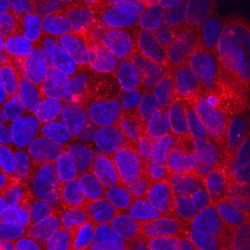 Human Attractin Antibody, R D Systems 25&mu;g; Unlabeled:Antibodies, Polyclonal