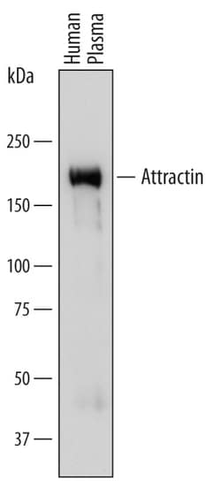 Human Attractin Antibody, R D Systems 25&mu;g; Unlabeled:Antibodies, Polyclonal