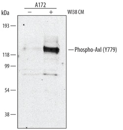 Human Phospho-Axl (Y779) Antibody, R D Systems 100&mu;g; Unlabeled:Antibodies,
