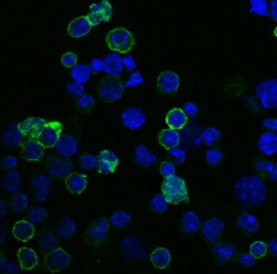 Mouse B220/CD45R Alexa Fluor 488-conjugated Antibody, R D Systems 100 Tests | Buy Online | R&D Systems | Fisher Scientific