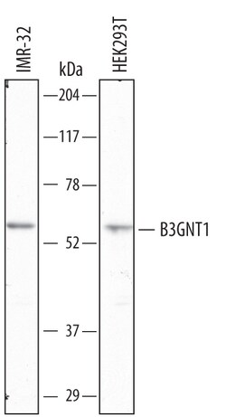 Human beta-1,4-Glucuronyltransferase 1/B4GAT1 Antibody, R D Systems 100ug;