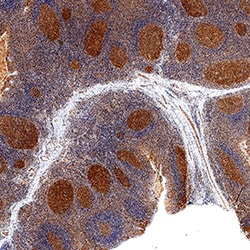 Human B7-1/CD80 Antibody, R D Systems 100&mu;g; Unlabeled:Antibodies, Polyclonal
