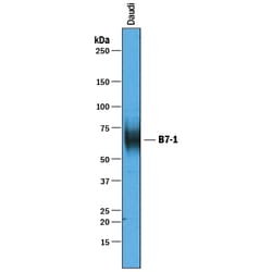 Human B7-1/CD80 Antibody, R D Systems 100&mu;g; Unlabeled:Antibodies, Polyclonal