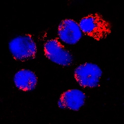 Mouse B7-1/CD80 Antibody, R D Systems 100&mu;g; Unlabeled:Antibodies, Polyclonal