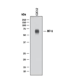 Mouse B7-1/CD80 Antibody, R D Systems 100&mu;g; Unlabeled:Antibodies, Polyclonal
