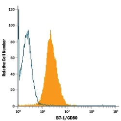 Human B7-1/CD80 Antibody, R D Systems 500&mu;g; Unlabeled:Antibodies, Monoclonal