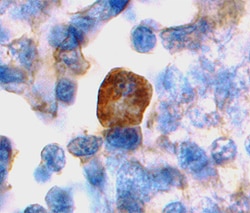 Human B7-2/CD86 Antibody, R D Systems 25&mu;g; Unlabeled:Antibodies, Polyclonal