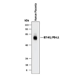 Human PD-L1/B7-H1 Antibody, R D Systems 100&mu;g; Unlabeled:Antibodies,