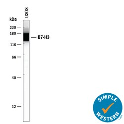 Human B7-H3 Antibody, R D Systems 25&mu;g; Unlabeled:Antibodies, Polyclonal