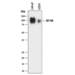 Human B7-H3 Antibody, R D Systems 25&mu;g; Unlabeled:Antibodies, Polyclonal