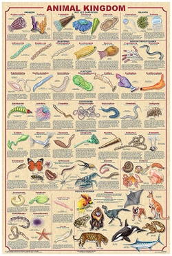Animal Kingdom Poster