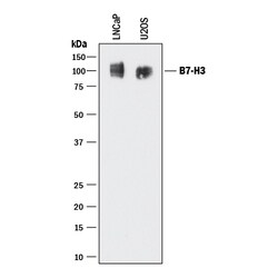 Human B7-H3 MAb (Clone 185504), R D Systems 500&mu;g; Unlabeled:Antibodies,