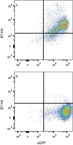 Human B7-H4 Antibody, R D Systems:Antibodies:Primary Antibodies
