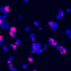 Human B7-H7/HHLA2 Antibody, R D Systems 25&mu;g; Unlabeled:Antibodies,