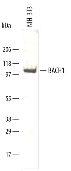 Mouse BACH1 Antibody, R D Systems 100&mu;g; Unlabeled:Antibodies, Polyclonal