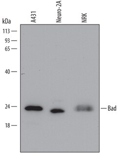 Human Bad Antibody, R D Systems 100ug; Unlabeled:Antibodies, Monoclonal