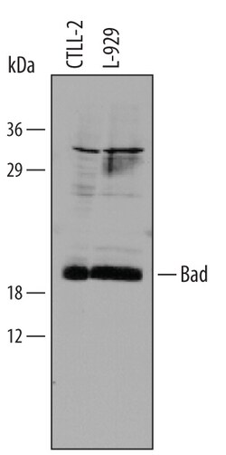 Mouse Bad N-Terminus Antibody, R D Systems 100ug; Unlabeled:Antibodies,