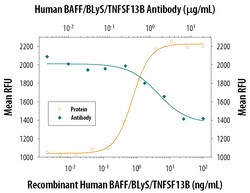 Human BAFF/BLyS/TNFSF13B Antibody, R D Systems 25&mu;g; Unlabeled:Antibodies,