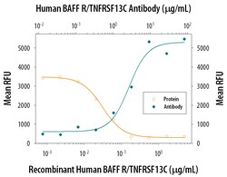 Human BAFFR/TNFRSF13C Antibody, R D Systems 100&mu;g; Unlabeled:Antibodies,