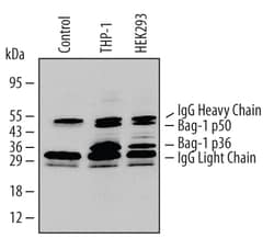 Human Bag-1 Antibody, R D Systems 25&mu;g; Unlabeled:Antibodies, Monoclonal