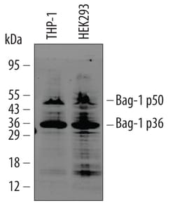 Human Bag-1 Antibody, R D Systems 25&mu;g; Unlabeled:Antibodies, Monoclonal