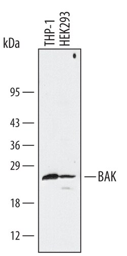 Human BAK Antibody, R D Systems 25&mu;g; Unlabeled:Antibodies, Polyclonal