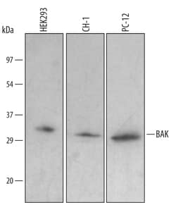 Human/Mouse/Rat BAK Antibody, R D Systems 25&mu;g; Unlabeled:Antibodies,