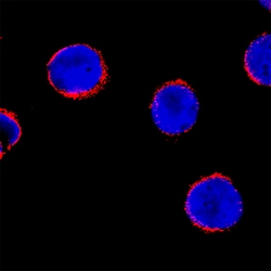 Human BAK Antibody, R D Systems 25&mu;g; Unlabeled:Antibodies, Monoclonal