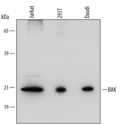 Human BAK Antibody, R D Systems 25&mu;g; Unlabeled:Antibodies, Monoclonal