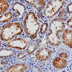 Human BAMBI/NMA Antibody, R D Systems 25&mu;g; Unlabeled:Antibodies, Polyclonal