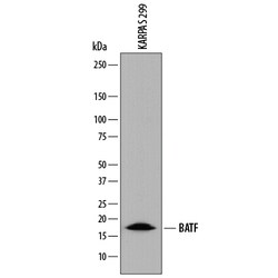 Human BATF Antibody, R D Systems 25&mu;g; Unlabeled:Antibodies, Monoclonal