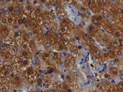 Human/Mouse Bax Antibody, R D Systems 30&mu;g; Unlabeled:Antibodies, Polyclonal