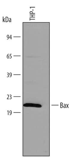 Human Bax Minus C-Terminus Antibody, R D Systems 100ug; Unlabeled:Antibodies,