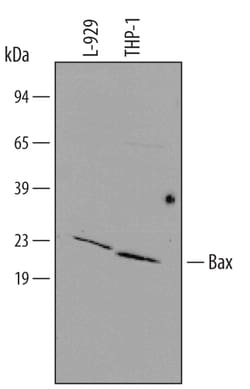 Human/Mouse Bax Minus C-Terminus Antibody, R D Systems 100ug; Unlabeled:Antibodies,