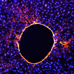 Mouse/Rat BCAM Antibody, R D Systems 25&mu;g; Unlabeled:Antibodies, Polyclonal