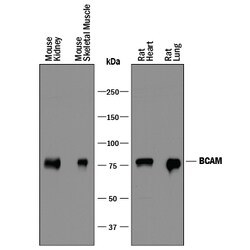 Mouse/Rat BCAM Antibody, R D Systems 25&mu;g; Unlabeled:Antibodies, Polyclonal