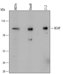 Human/Mouse BCAP Antibody, R D Systems 100ug; Unlabeled:Antibodies, Monoclonal