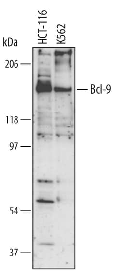 Human Bcl-9 Antibody, R D Systems 100ug; Unlabeled:Antibodies, Monoclonal