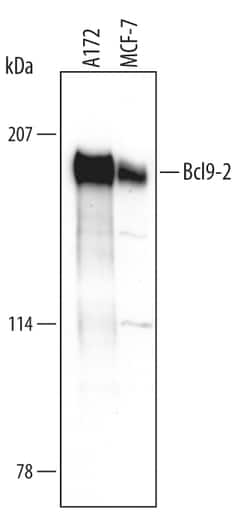 Human Bcl9-2 Antibody, R D Systems 25μg; Unlabeled:Antibodies, Polyclonal