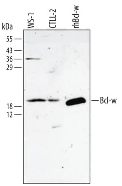 Human/Mouse Bcl-w Antibody, R D Systems 25&mu;g; Unlabeled:Antibodies,