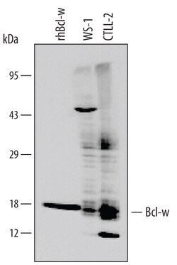 Human Bcl-w Antibody, R D Systems 25&mu;g; Unlabeled:Antibodies, Monoclonal