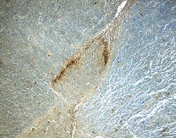 Human BDNF Antibody, R D Systems 100&mu;g; Unlabeled:Antibodies, Polyclonal